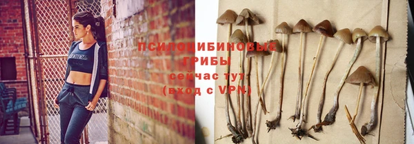 стаф Аркадак